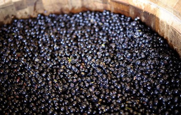 [ Wine Explained ] What are tannins in wine?