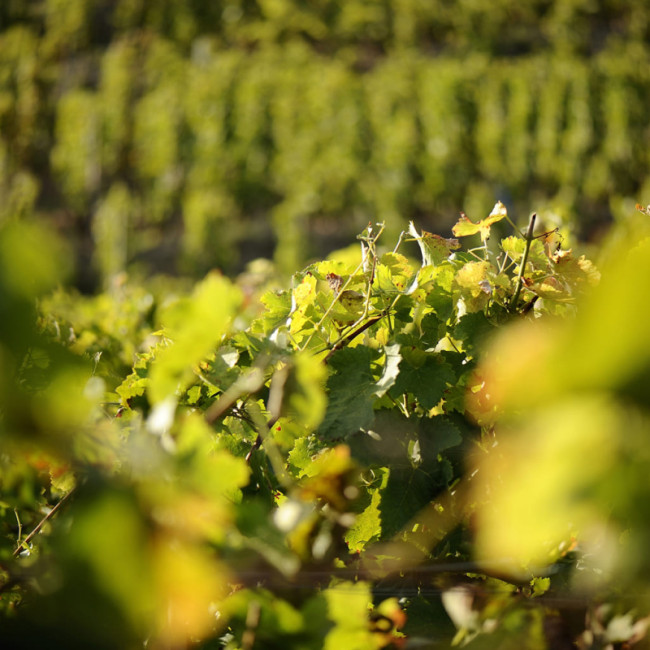 Photo in the vineyards - The terroir, soil, climate, altitude and grape varieties make each cru unique. All you need to know about wine - article What is a cru?