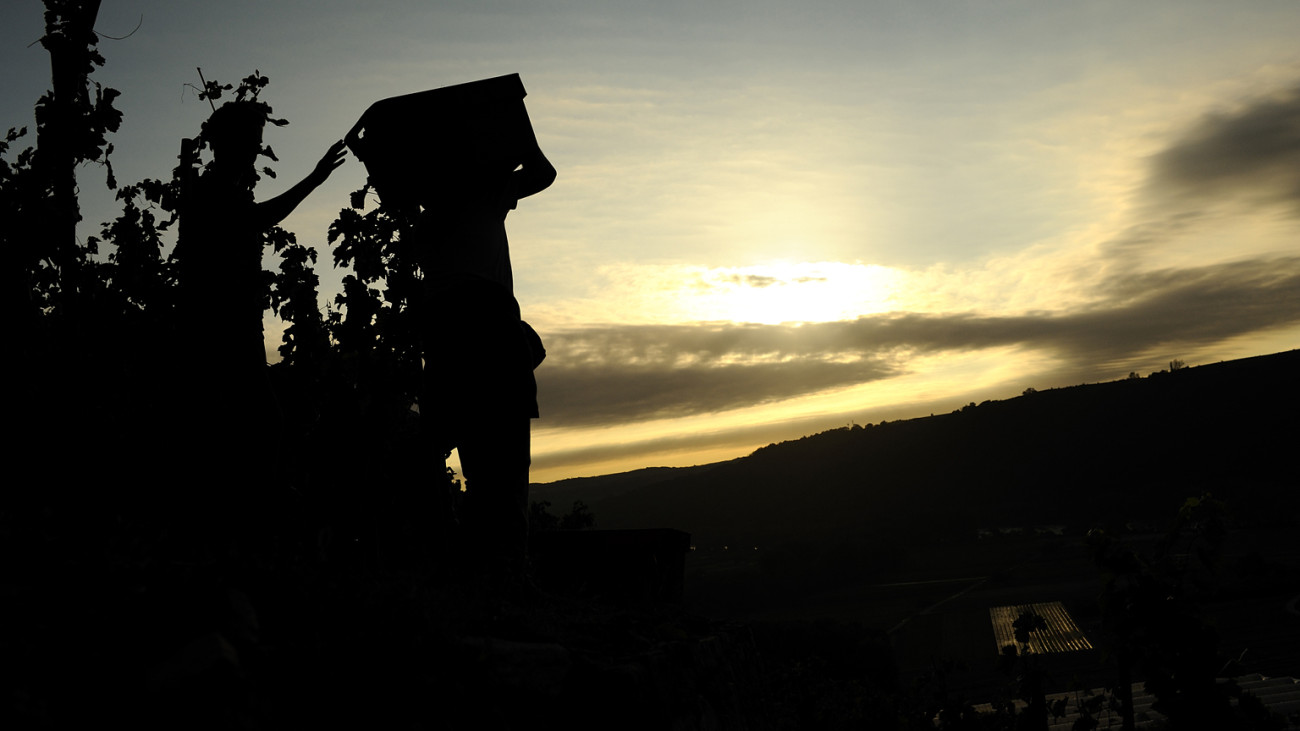 The aging of wines in a cellar completes the work of the winemaker and the terroir where the vine has grown.