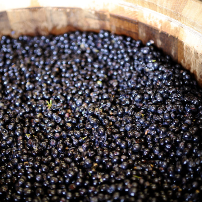 What Are Tannins in Wine? – EuroCave Blog Article: Everything You Need to Know About Wine