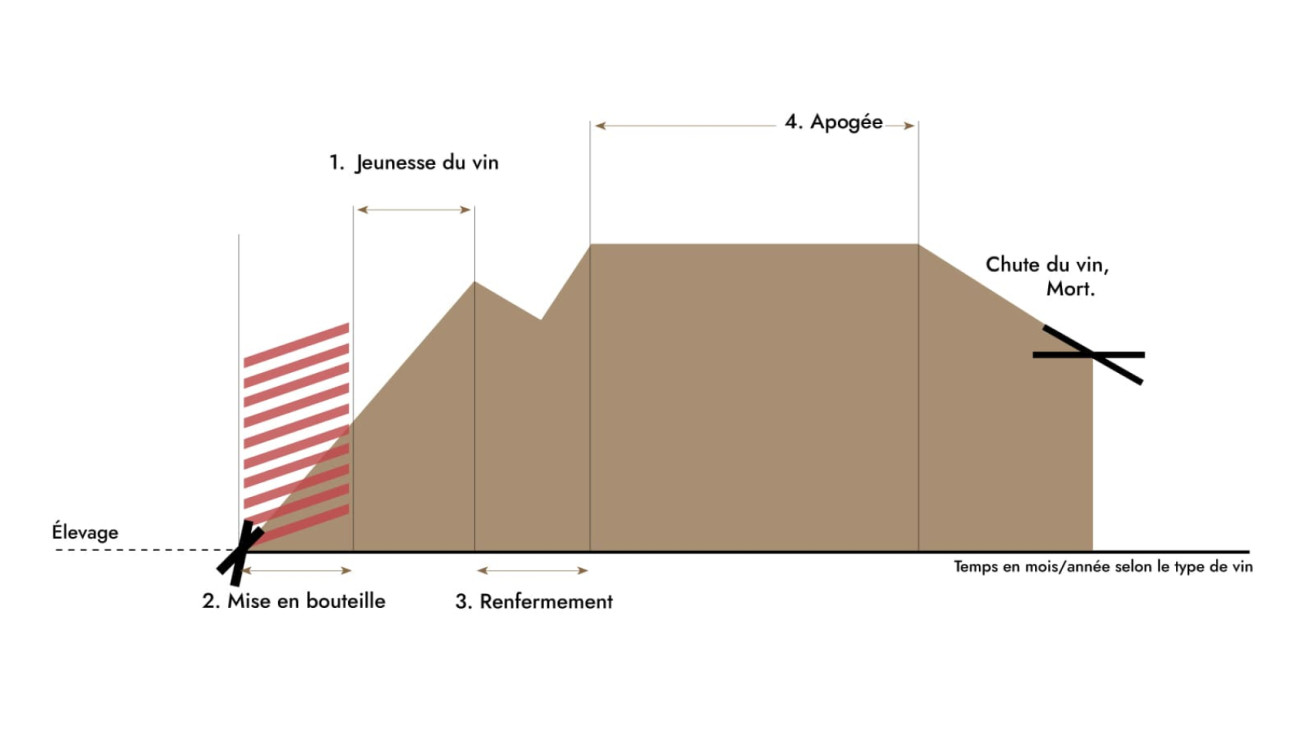 Infographie - Diagramme illustrant le cycle de vie du vin, de la mise en bouteille à son apogée. Article d'EuroCave : Tout ce qu'il faut savoir sur le vieillissement du vin.